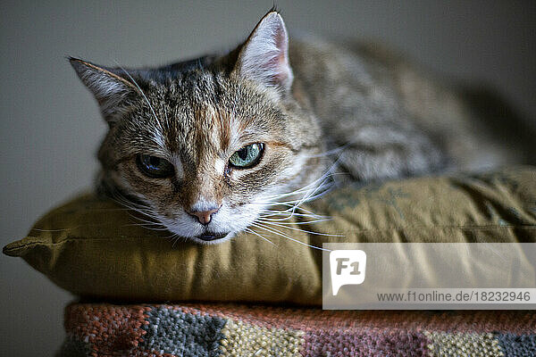 Portrait of cat relaxing on cushion