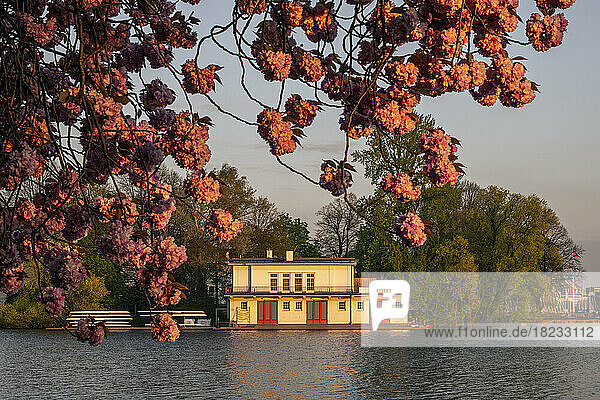 Germany  Hamburg  Boathouse on shore of Alster Lake with branches of blooming cherry blossom in foreground