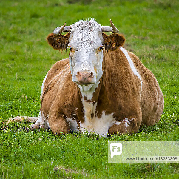 Portrait of cow relaxing in meadow