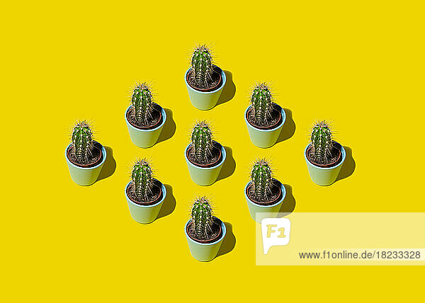 Rows of potted cacti standing against yellow background