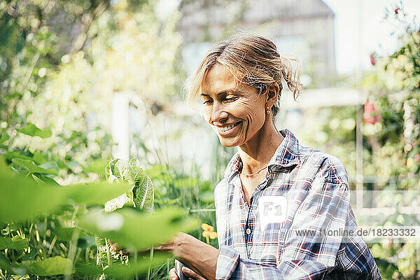 Happy mature woman touching leaf vegetables in garden