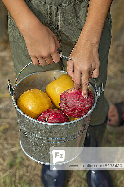 Hands of girl holding bucket with fresh fruits