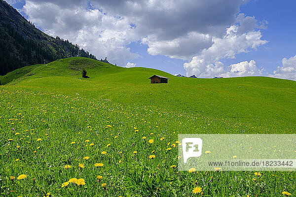 Austria  Tyrol  Berwang  Green alpine meadow in summer