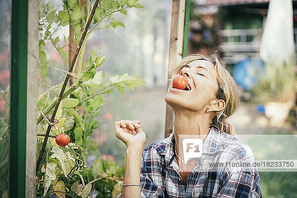 Mature woman holding tomato in mouth at vegetable garden