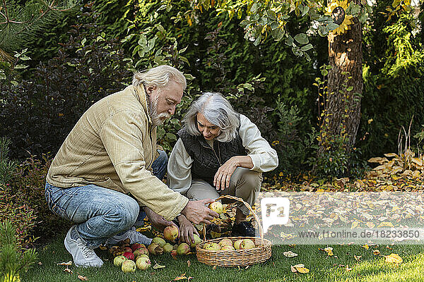 Senior couple picking apples in a basket in garden