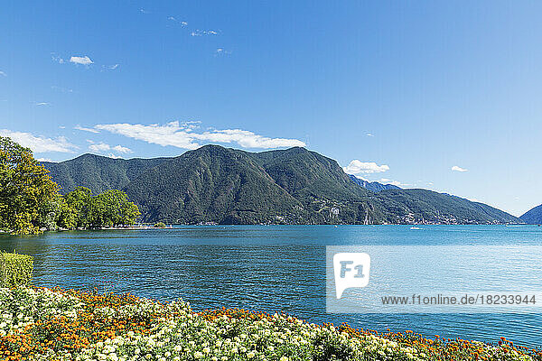 Switzerland  Ticino Canton  Lugano  Marigolds blooming on shore of Lake Lugano