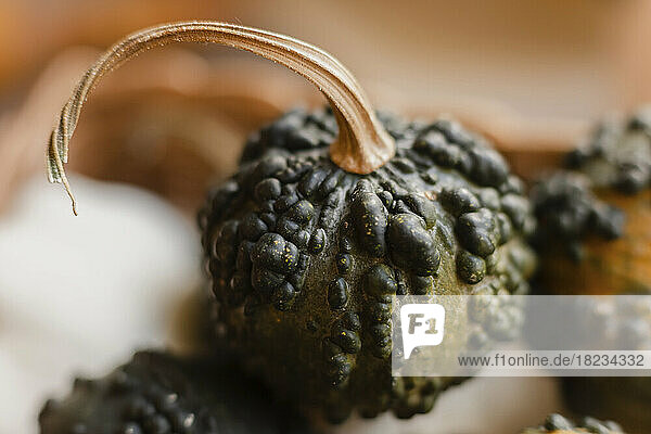 Close-up of small green pumpkin