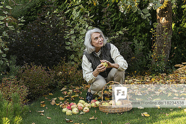 Senior woman picking apples in a basket in garden