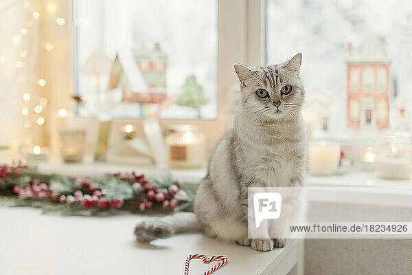 Süße Katze auf dem Tisch zu Hause