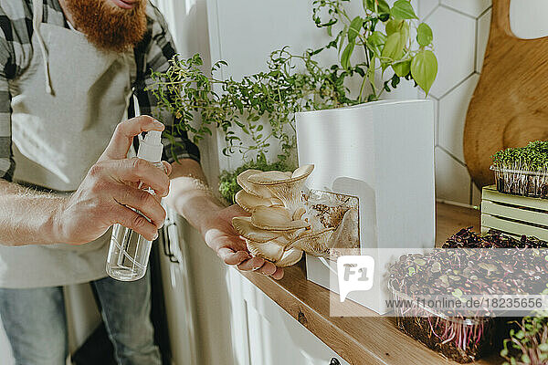Man watering oyster mushrooms in kitchen at home