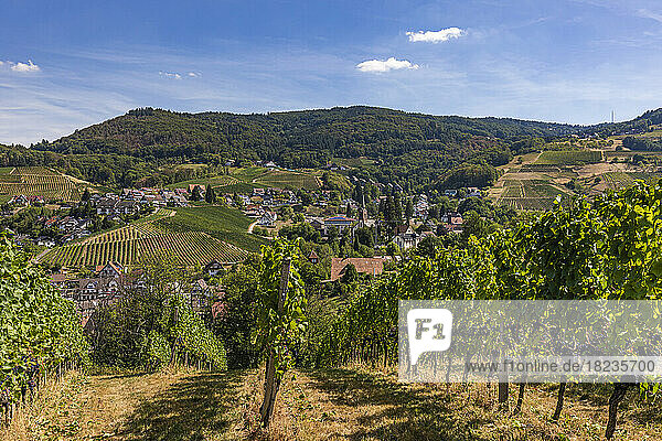 Germany  Baden-Wurttemberg  Sasbachwalden  Summer vineyard in Black Forest range