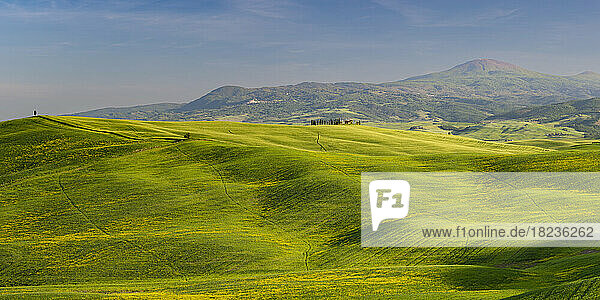Italien  Toskana  grüne Hügellandschaft des Val dOrcia