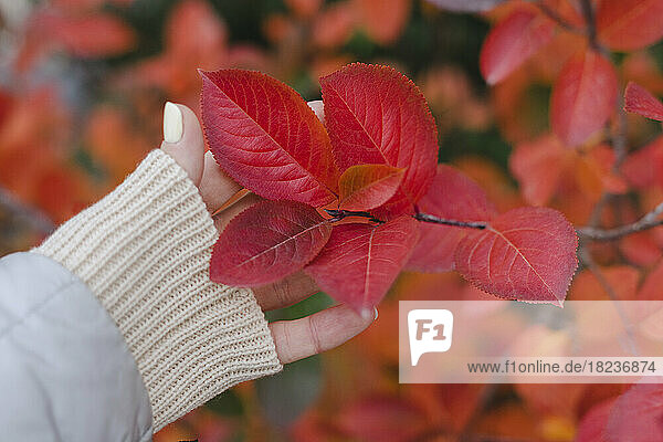 Hand of woman touching red autumn leaves on plant