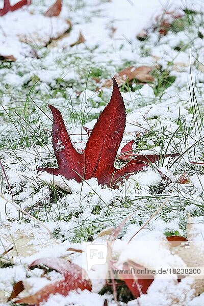 Blätter des Amberbaums Liquidambar styraciflu bei erstem Frost