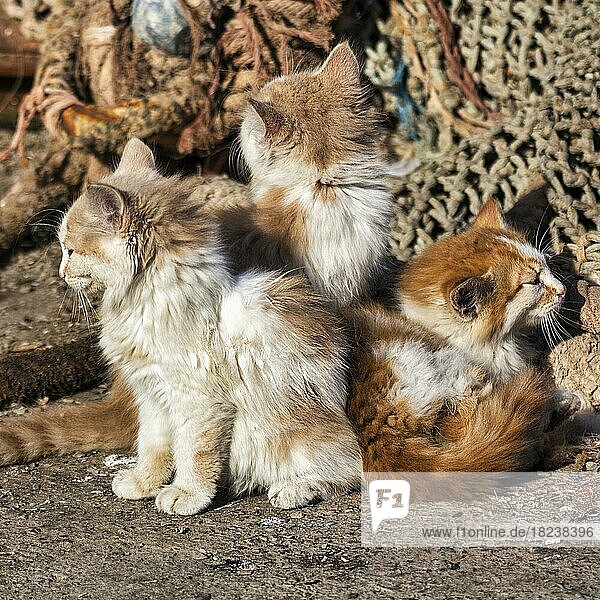 Drei Katzenbabys  Streuner sitzen vor Fischernetzen im Hafen  blicken in verschiedene Richtungen  Essaouira  Marokko  Afrika