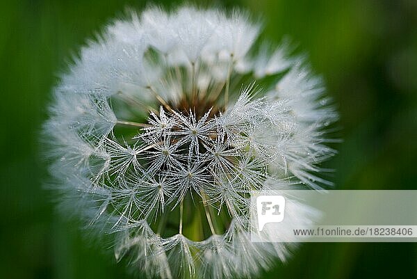 Nahaufnahme  Löwenzahn (Taraxacum)  Pusteblume  ein Makro von der Pusteblume mit Tautropfen