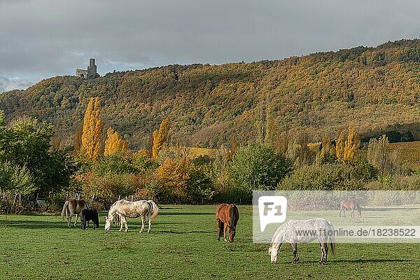 Pferde graben im Herbst ruhig auf einer Pferdekoppel. Elsass  Frankreich  Europa