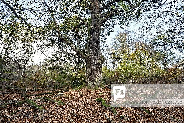Alte Stieleiche (Quercus robur)  Urwald Sababurg  Naturpark Reinhardswald  Hessen  Deutschland  Europa
