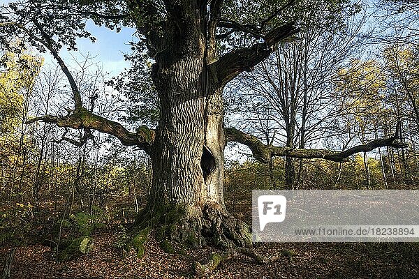 Kamineiche  Stieleiche (Quercus robur)  Urwald Sababurg  Naturpark Reinhardswald  Hessen  Deutschland  Europa