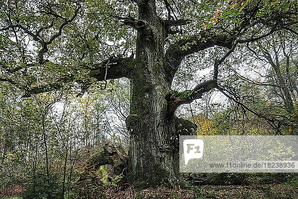 Alte Stieleiche (Quercus robur)  Urwald Sababurg  Naturpark Reinhardswald  Hessen  Deutschland  Europa