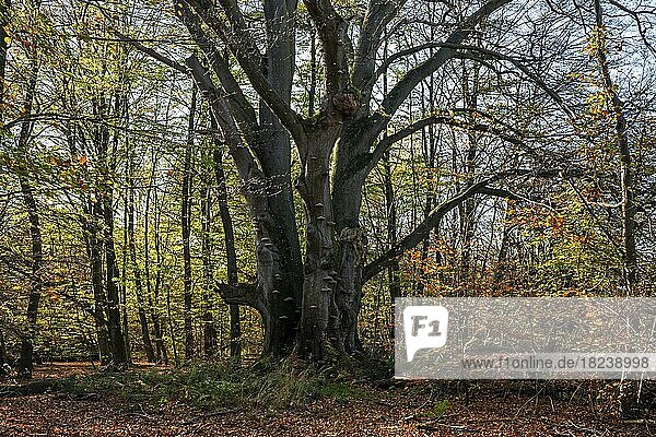 Rotbuche (Fagus sylvatica)  Drillingsbuche  Herbstwald  Urwald Sababurg  Naturpark Reinhardswald  Hessen  Deutschland  Europa