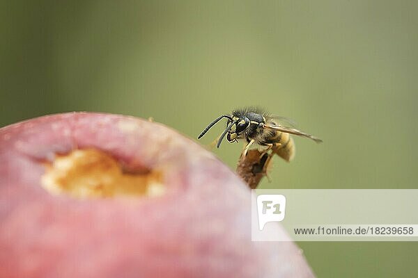 Gemeine Wespe (Vespula vulgaris)  die sich im Sommer in einem Garten von einem heruntergefallenen Apfel ernährt  Suffolk  England  Großbritannien  Europa