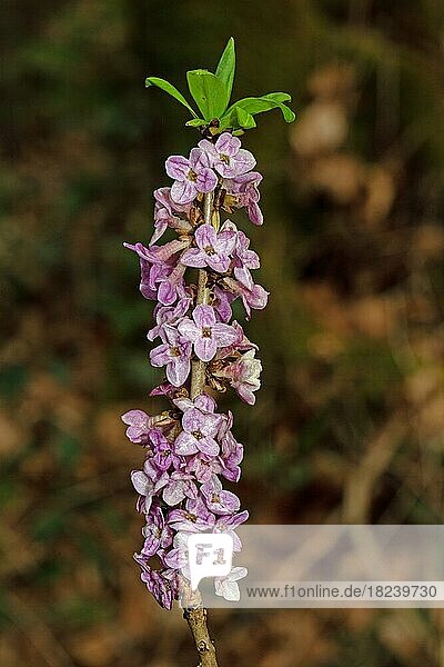 Gemeiner Seidelbast Zweig mit mehreren purpurroten Blüten