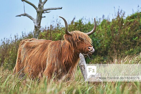 Wilde schöne schottische Hochlandrinderkuh mit braunem langen und struppigen Fell und großen Hörnern in den Dünen der Insel Texel in den Niederlanden