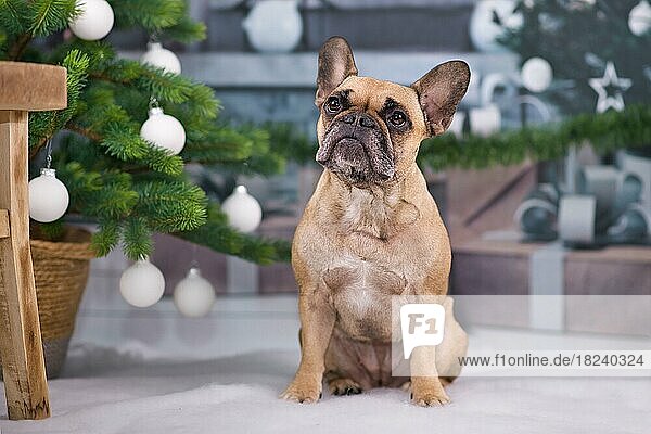 Schöne französische Bulldogge Hund sitzt neben festlichen Weihnachtsbaum mit weißen Kugeln und Geschenk-Boxen in unscharfen Hintergrund