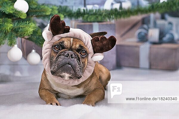 Französische Bulldogge mit niedlichem Rentiergeweih-Stirnband liegt auf einer weißen Decke vor einem Weihnachtsbaum mit Geschenken im unscharfen Hintergrund