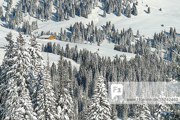 Frisch verschneite Winterlandschaft mit einer Alp und Wald in den Schweizer Bergen  Kanton Bern  Schweiz  Europa