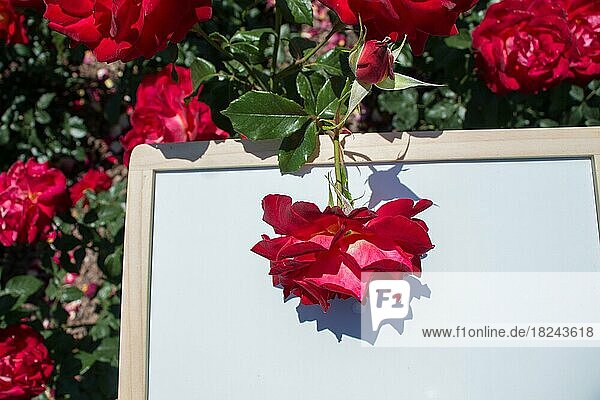 Blooming beautiful colorful rose over a framed board