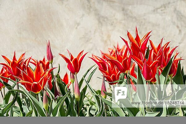 Rote Farbe Tulpen blühen im Frühling im Garten