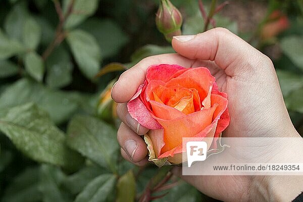 Hand hält eine bunte Rosenblüte