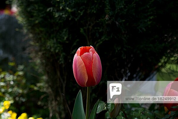 Frische Tulpe von rosa Farbe in der Natur im Frühling Zeit