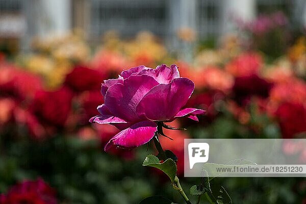 Rosengarten voller schöner frischer Rosen