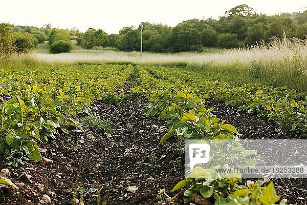 Long shot landwirtschaftlichen Bereich  Auflösung und hohe Qualität schönes Foto
