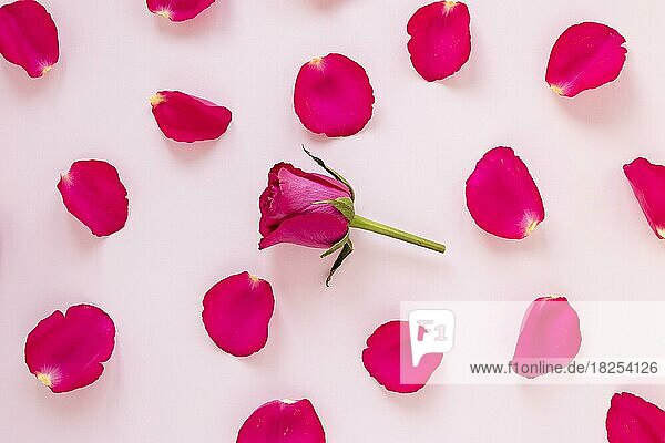 Rosenblüten Valentinstag. Auflösung und hohe Qualität schönes Foto
