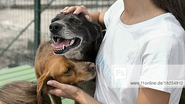 Frau spielt mit Heilung Rettungshunde im Tierheim. Auflösung und hohe Qualität schönes Foto
