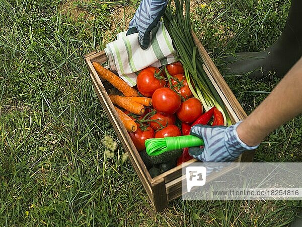 Woman hands holding crate with fresh organic vegetable. Resolution and high quality beautiful photo
