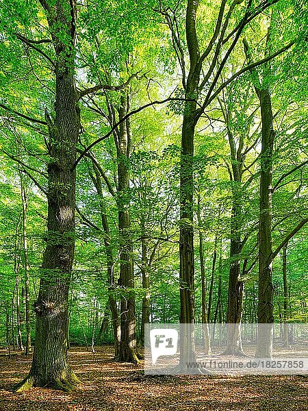 Alter unberührter naturnaher Wald aus großen Eichen und Buchen im Frühling  Reinhardswald  Nordhessen  Hessen  Deutschland  Europa