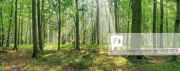 Panorama  Sonne strahlt durch naturnahen offenen Buchenwald mit Morgenne  Burgenlandkreis  Sachsen-Anhalt  Deutschland  Europa