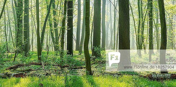 Naturnaher Laubwald aus Eichen und Buchen im zeitigen Frühjahr  frisches Grün  Sonne strahlt durch Morgennebel  Burgenlandkreis  Sachsen-Anhalt  Deutschland  Europa