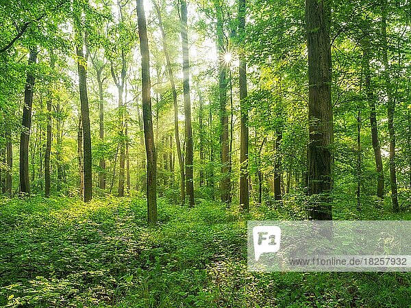 Sun shines through near-natural beech forest with dense undergrowth through natural regeneration  Burgenlandkreis  Saxony-Anhalt  Germany  Europe