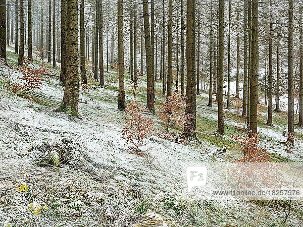 Fichtenwald im Spätherbst  ester Schnee  Harz  Niedersachsen  Deutschland  Europa