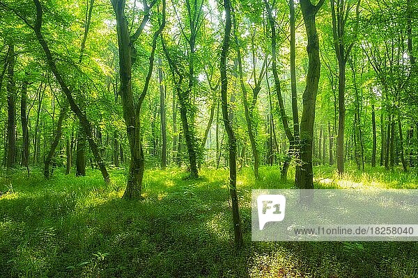 Sonne strahlt durch naturnahen offenen Buchenwald  Burgenlandkreis  Sachsen-Anhalt  Deutschland  Europa