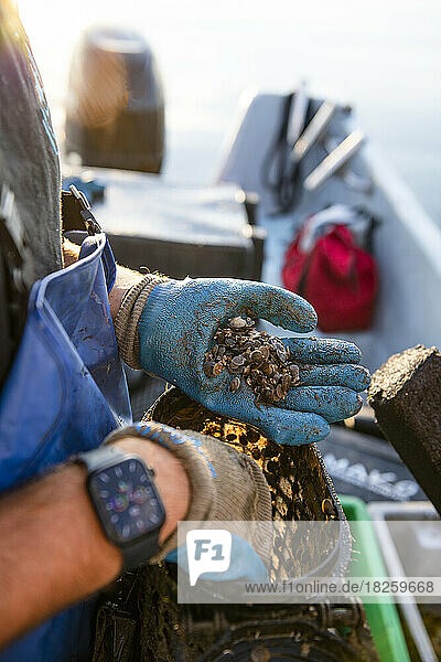 Young Scallops being assessed before harvesting on Narragansett Bay