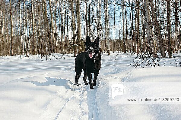 Black shepherd dog in snowy forest