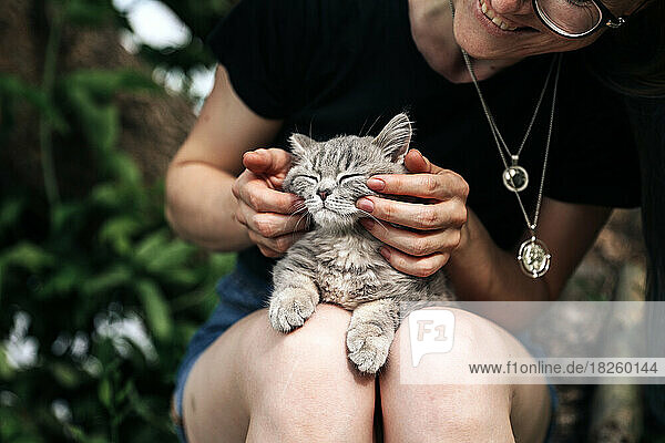 The girl is stroking a Scottish kitten  the cat is high and purring