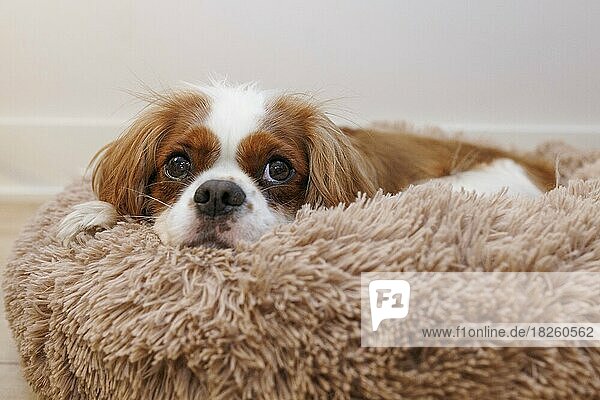 A Cavalier King Charles Spaniel naps on a dog bed.